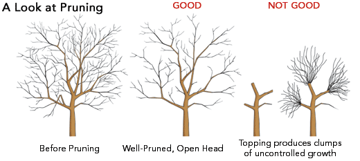Pruning