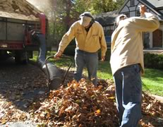 Leaf Removal