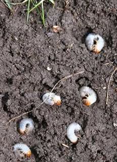 Lawn Insect Control