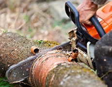 Tree Removal